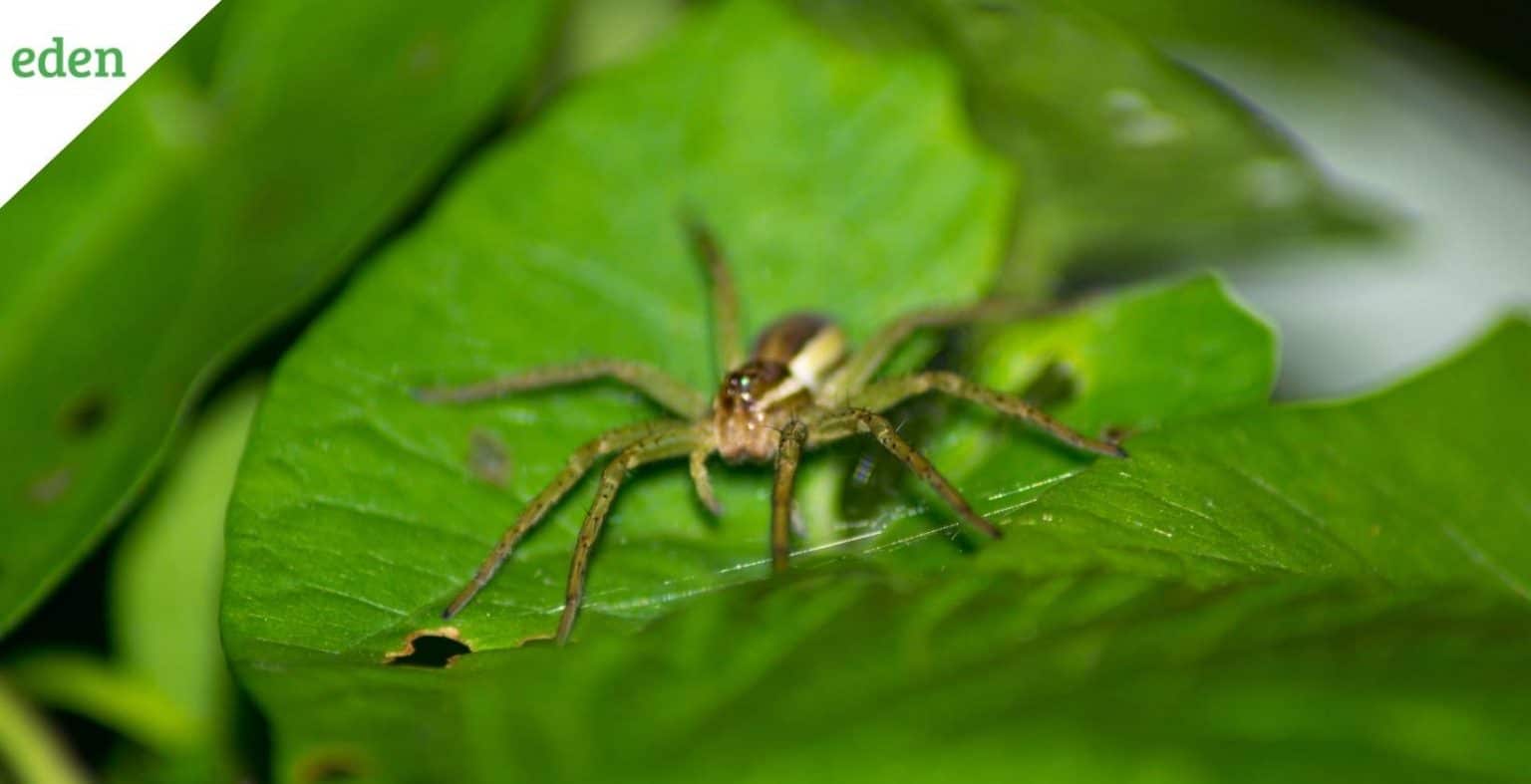 Spider Mites Identification and Control Eden Lawn Care and Snow Removal