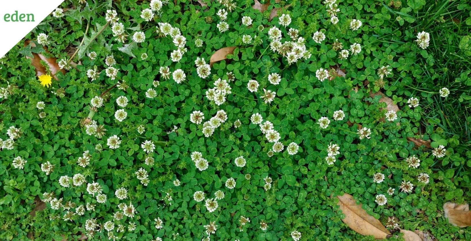 Removing clover online from lawn