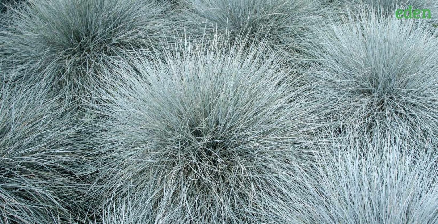 How to Overseed in the Fall with Fescue? Eden Lawn Care and Snow Removal