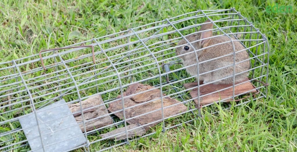 How To Get Rid Of Rabbits? Eden Lawn Care and Snow Removal