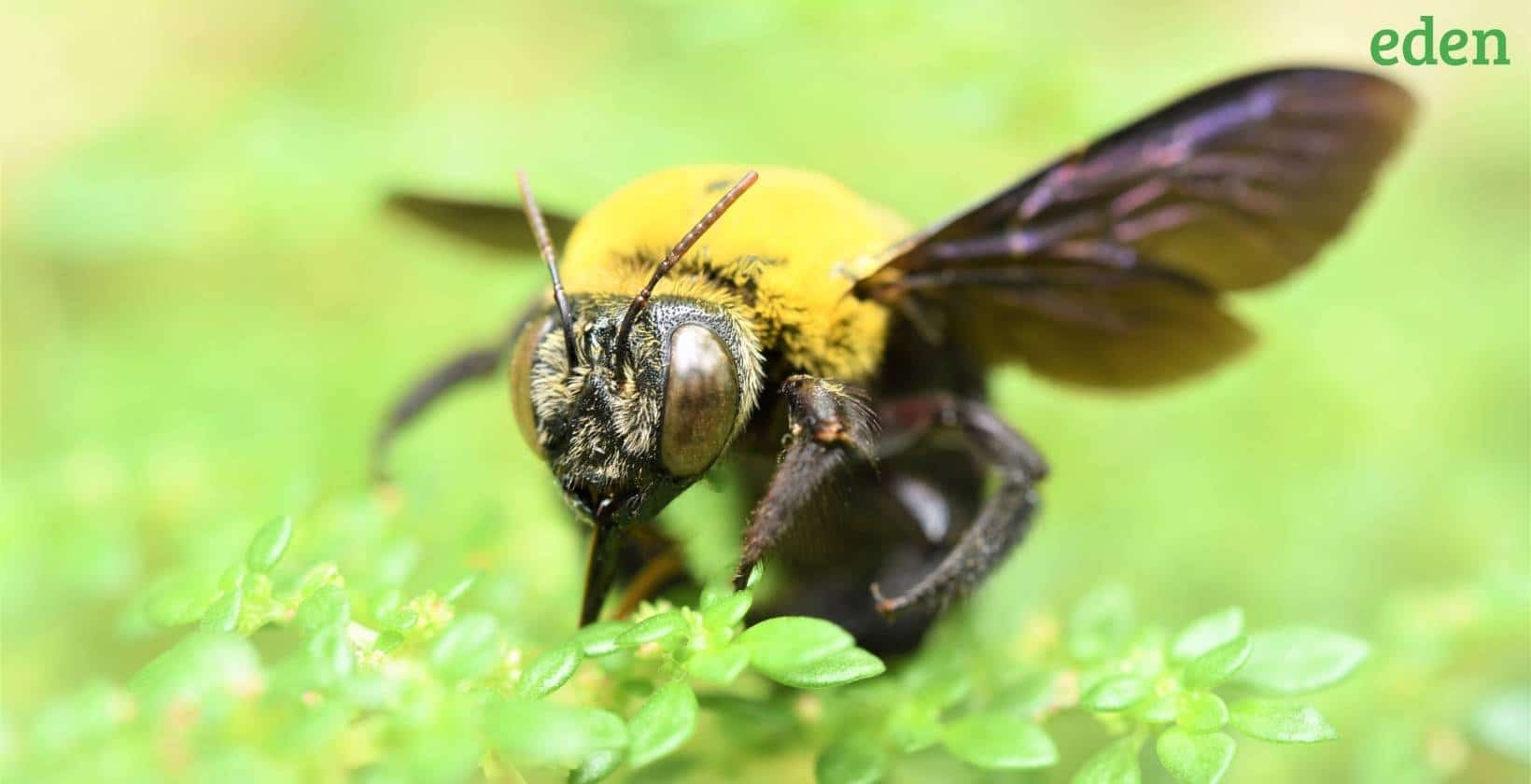 carpenter bees