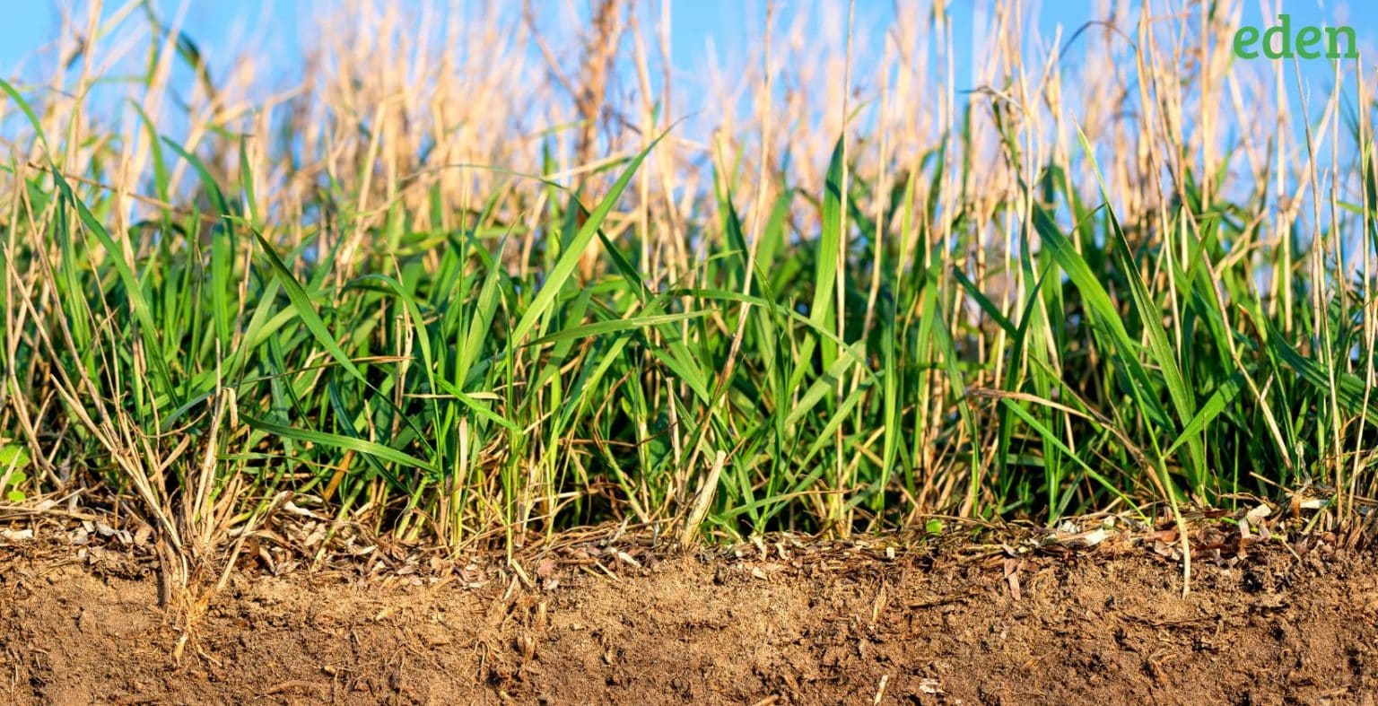 How to Spread Topsoil and the Best Ways to do it Eden Lawn Care and