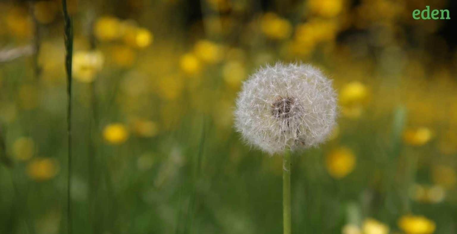How To Get Rid of Dandelions In Your Lawn Eden Lawn Care and Snow Removal