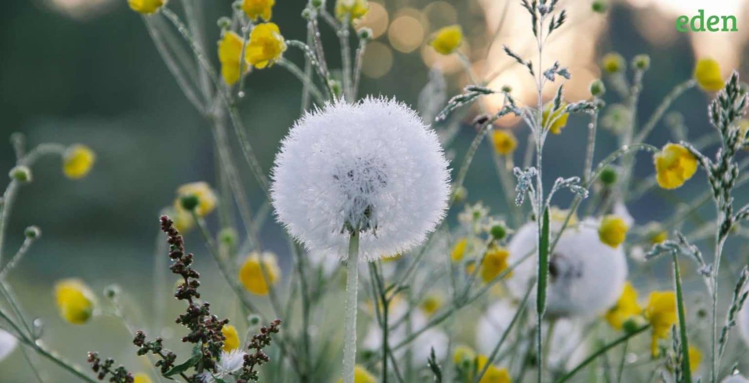 How To Get Rid of Dandelions In Your Lawn Eden Lawn Care and Snow Removal