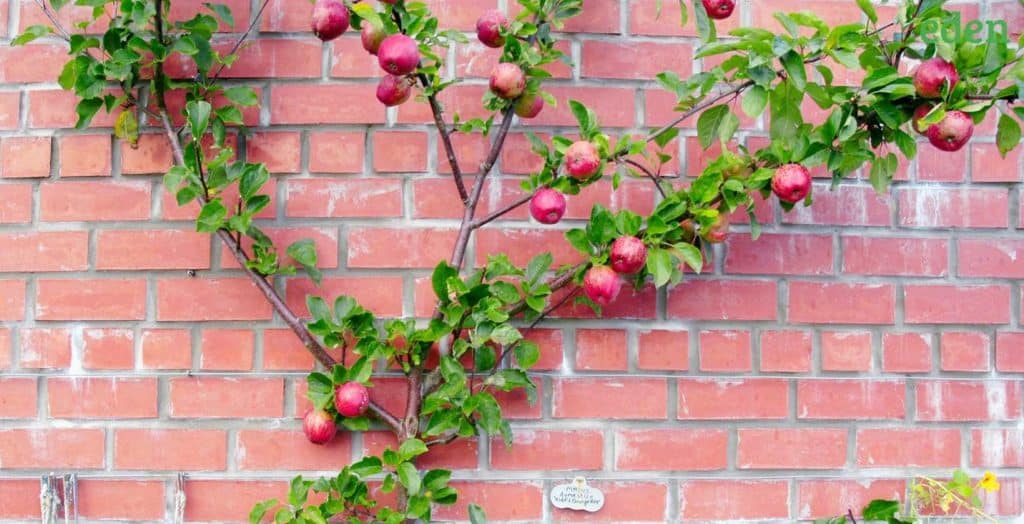 How to Espalier a Fruit Tree? Eden Lawn Care and Snow Removal