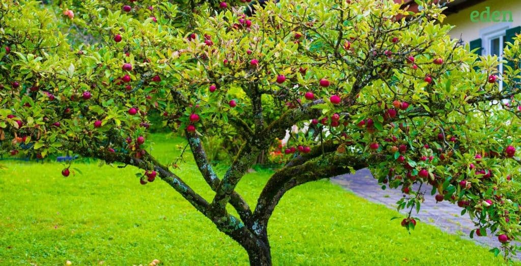 A Guide to Plant Fruit Trees Eden Lawn Care and Snow Removal