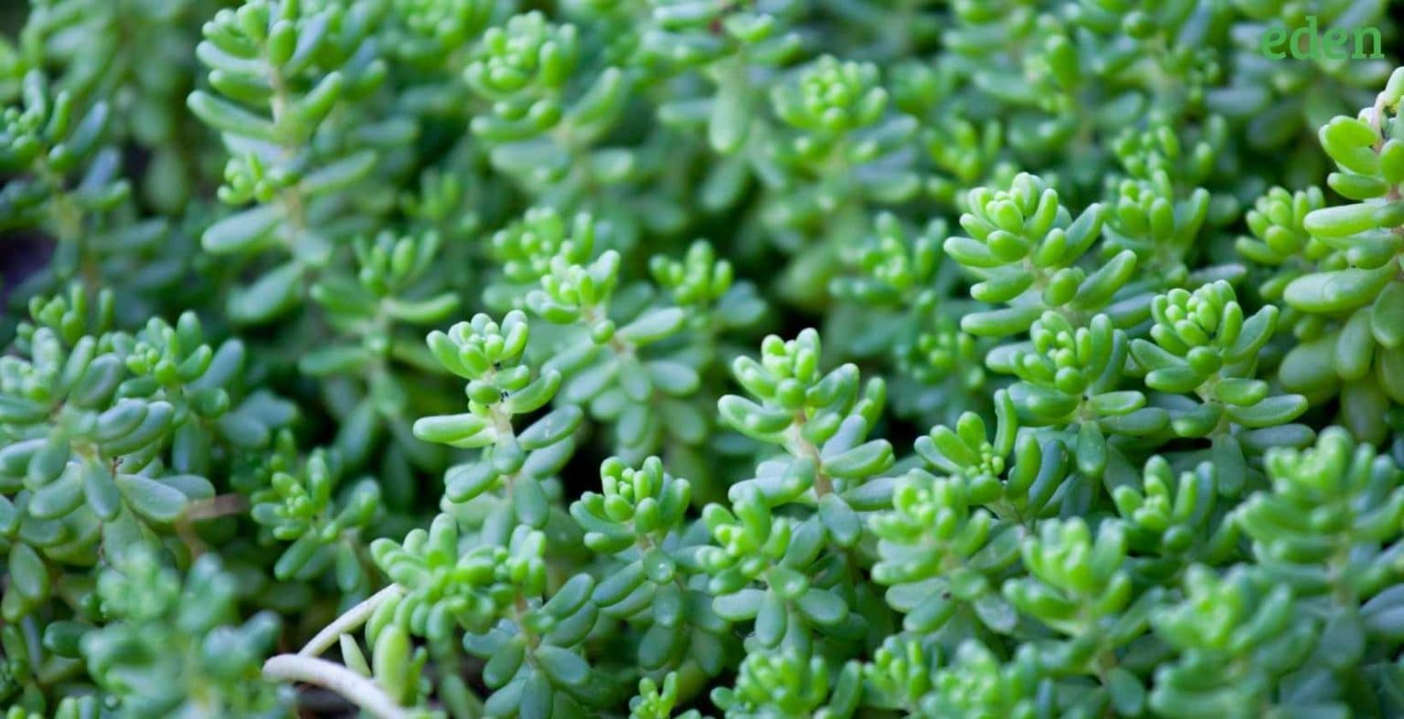 What are the ecofriendly grass alternatives for a low maintenance lawn? Eden Lawn Care and