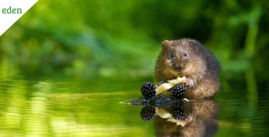 How to Get Rid of Voles In Your Yard | Eden Lawn Care and Snow Removal
