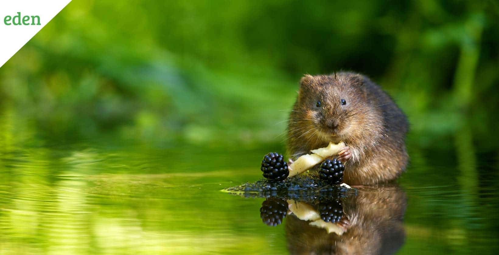 Voles: How to Get Rid of Voles in the Yard or Garden