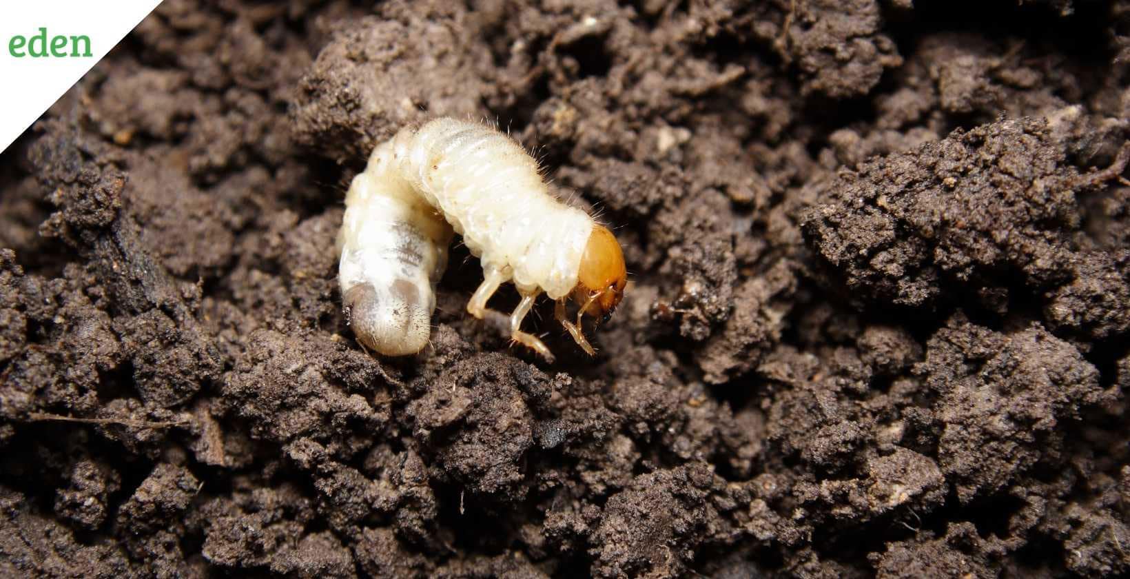 How And When To Kill Lawn Grubs?