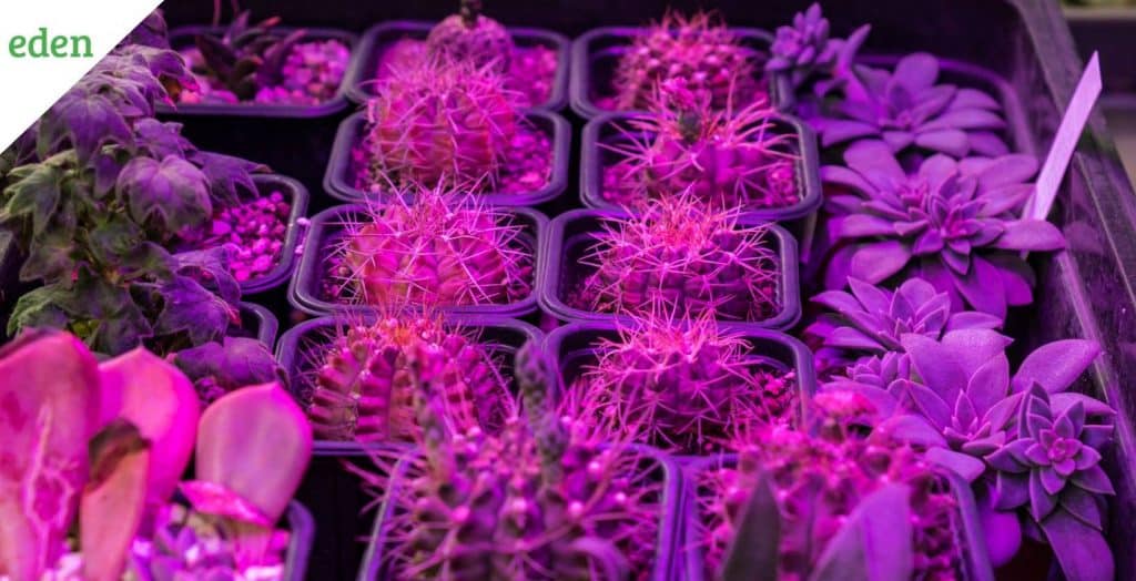 How to grow a succulent garden? Eden Lawn Care and Snow Removal