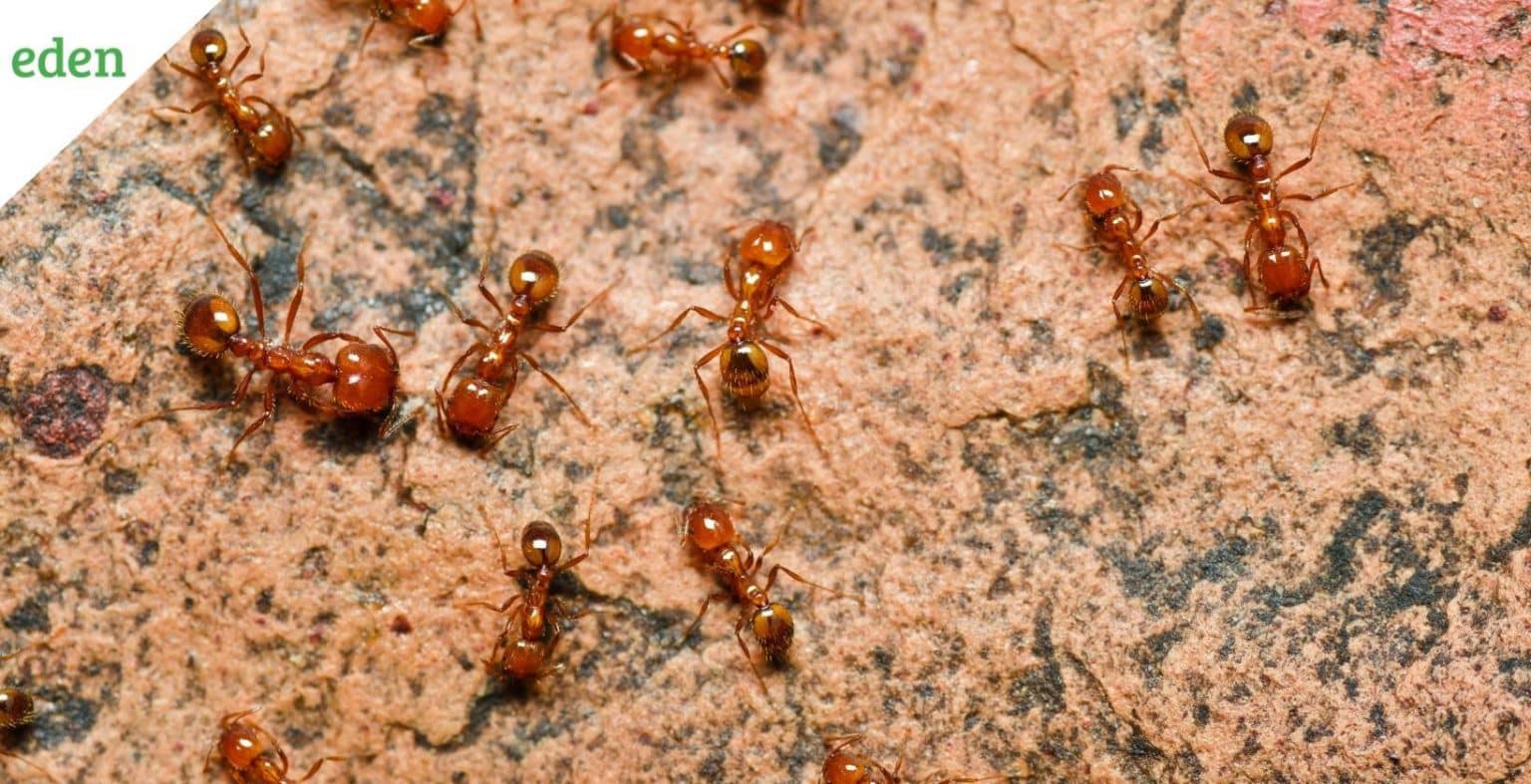 How to Eliminate Fire Ants? Eden Lawn Care and Snow Removal