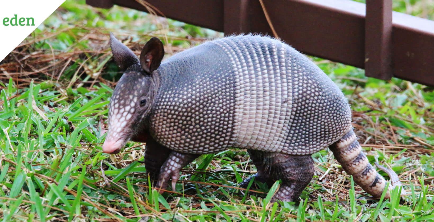 How To Get Rid Of Armadillos in the Yard, Lawn, or Garden Digging