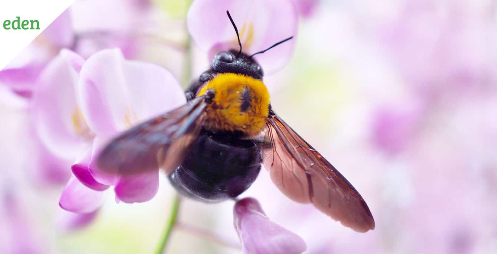 Carpenter Bees