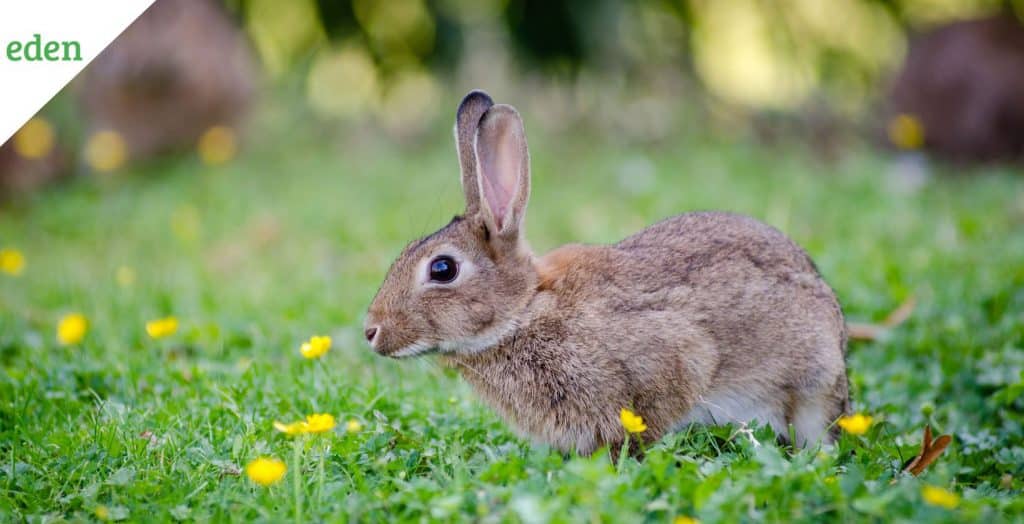 How To Get Rid Of Rabbits? Eden Lawn Care and Snow Removal