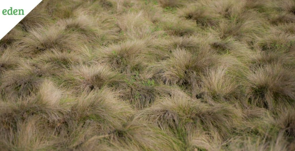 How to Overseed in the Fall with Fescue? Eden Lawn Care and Snow Removal