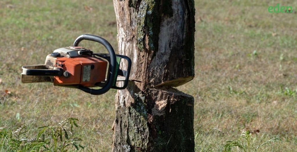 10 Steps to Cut Down a Tree Safely in your Garden Eden Lawn Care and Snow Removal