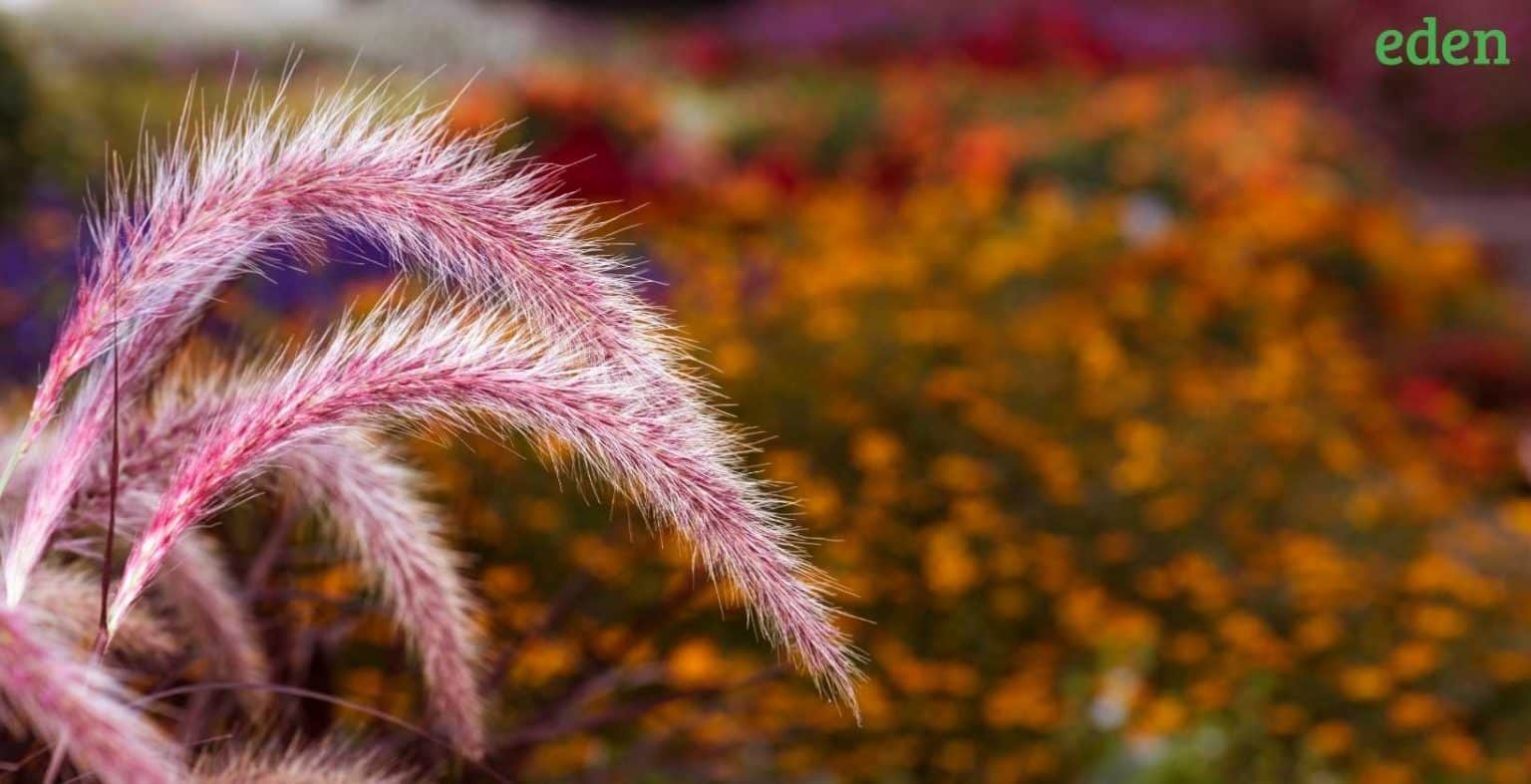 What are the ecofriendly grass alternatives for a low maintenance lawn