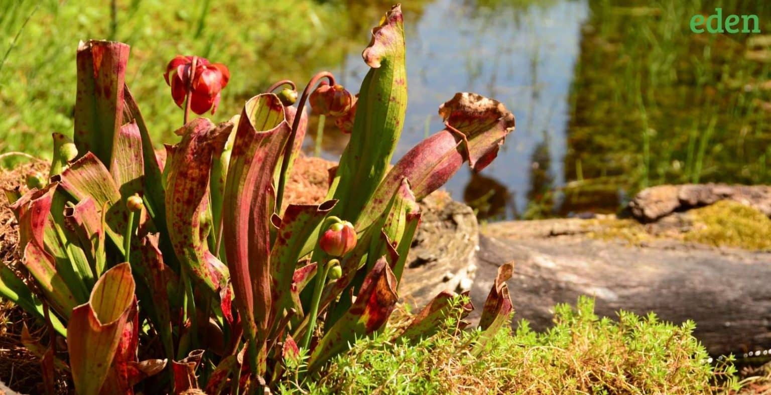 10 Best Plants To Grow In Your Water Garden Eden Lawn Care and Snow Removal