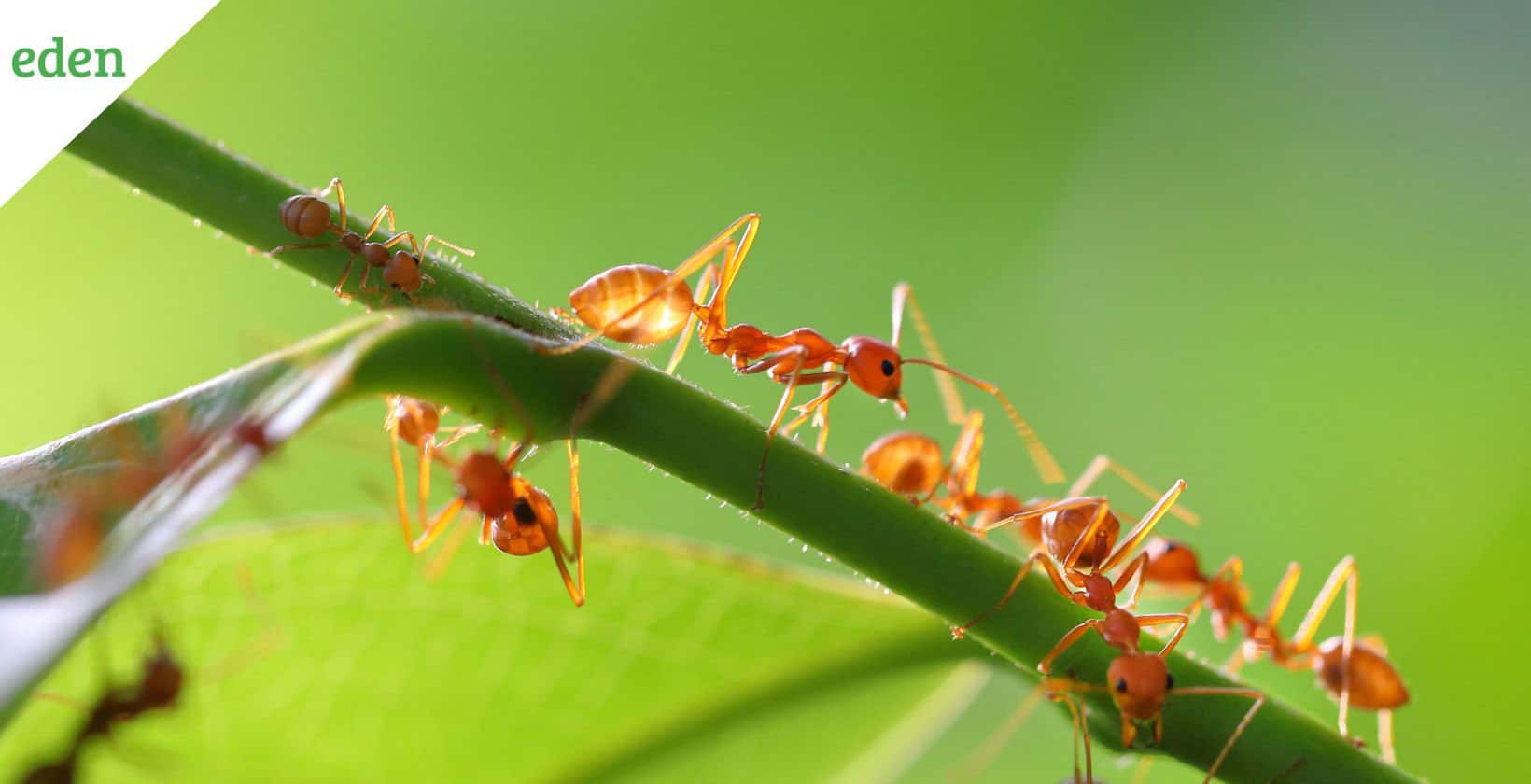 Types of Ants