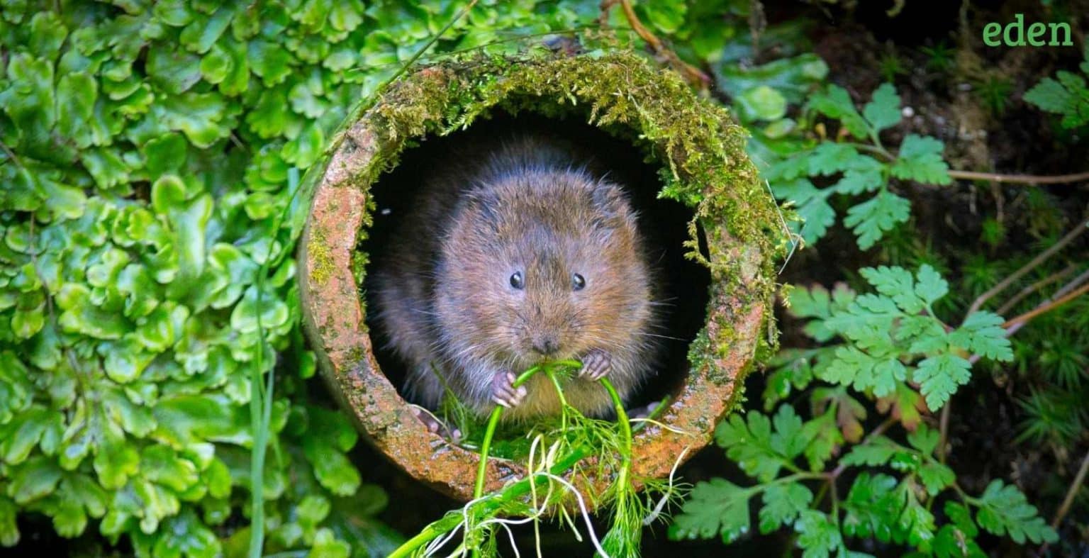 How to Get Rid of Voles In Your Yard | Eden Lawn Care and Snow Removal