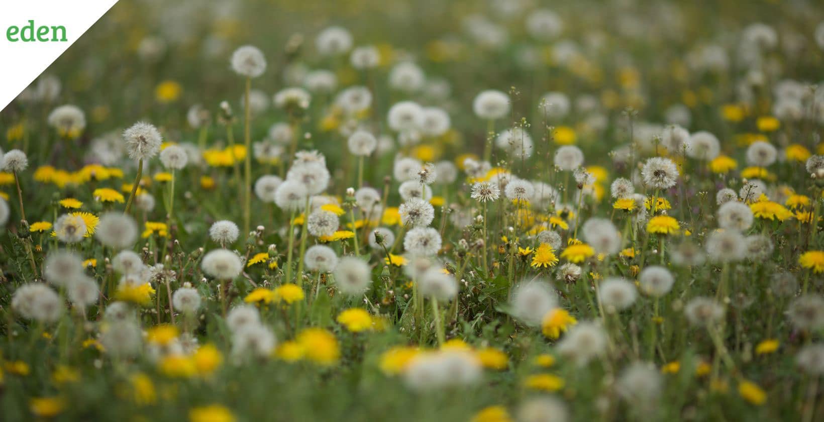 Dandelions