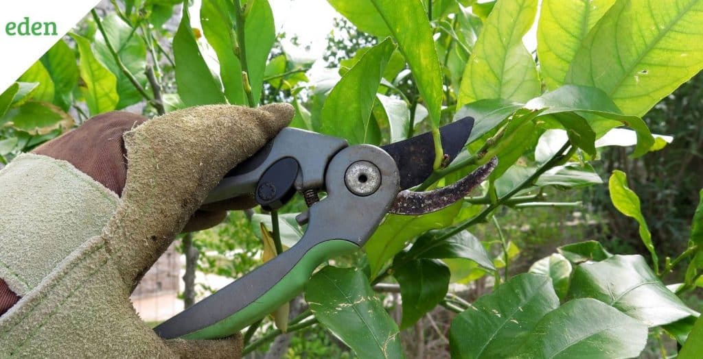 What is the best time to prune different Trees? Eden Lawn Care and Snow Removal