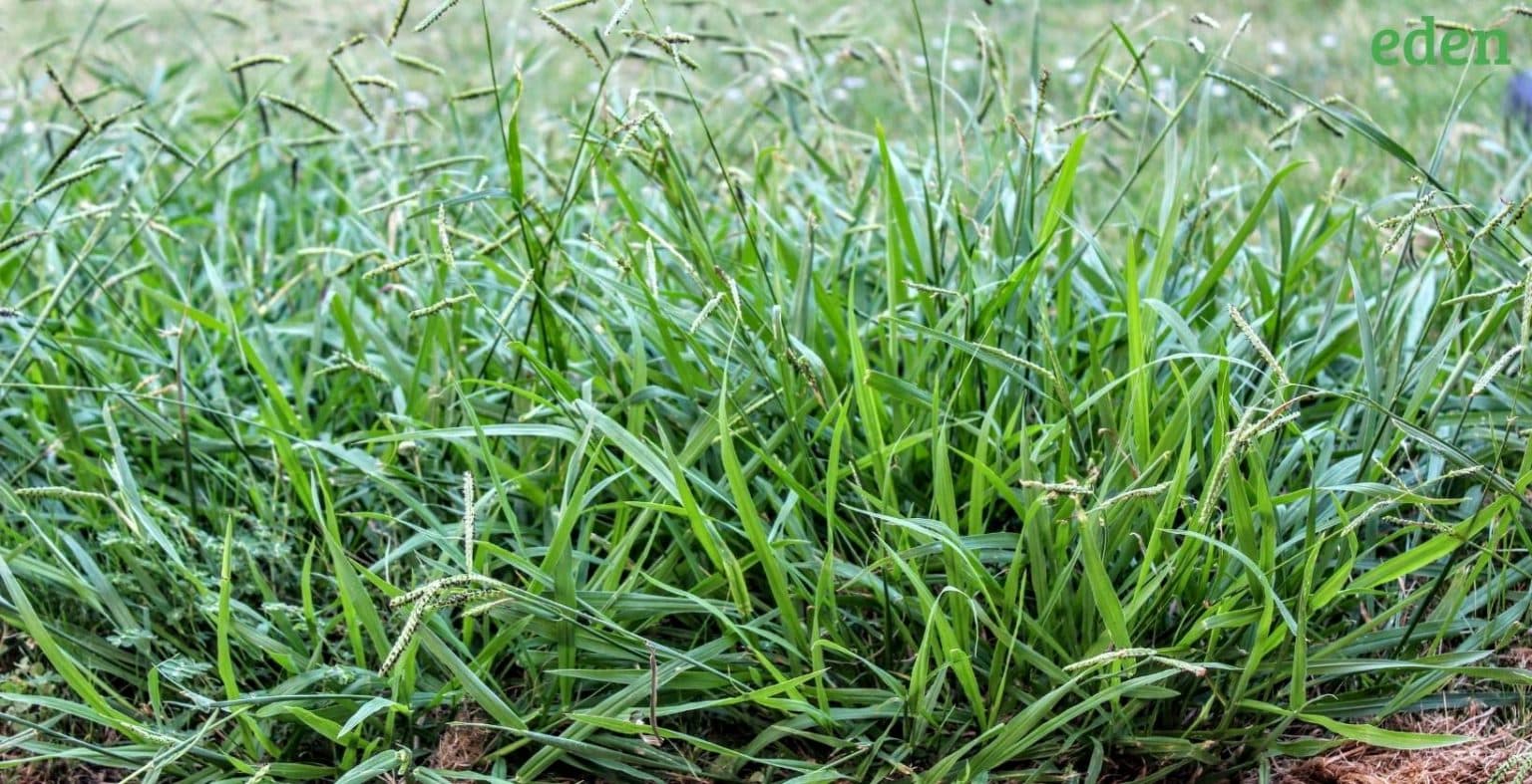 How To Get Rid Of Crabgrass In Your Yard Eden Lawn Care and Snow Removal