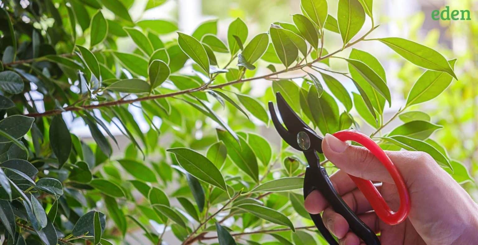 What Is The Cost Of Tree Trimming Eden Lawn Care And Snow Removal what-is-the-cost-of-tree-trimming-eden-lawn-care-and-snow-removal