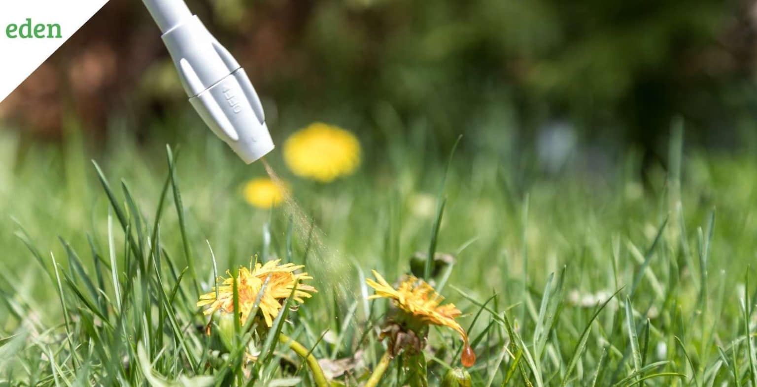 5 Best PostEmergent Herbicides for your Yard Eden