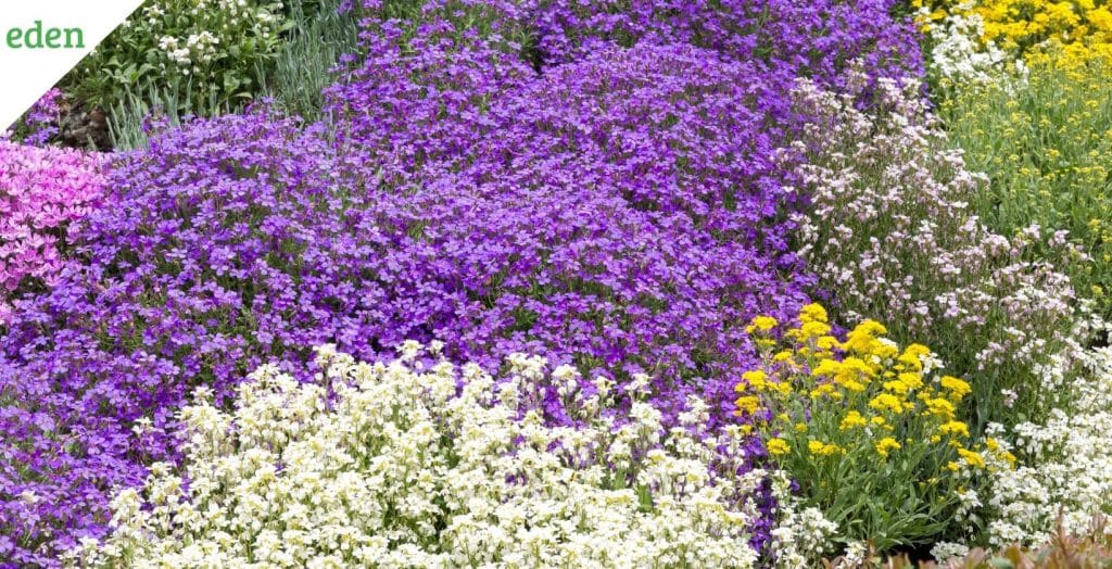 7 Best Ground Cover Plants Eden Lawn Care and Snow Removal