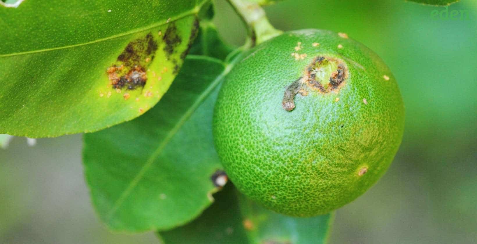 Peach Tree Diseases: How to Treat Them