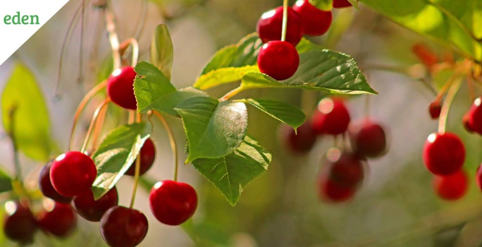 Common Cherry Tree Diseases and their treatments Eden Lawn Care and