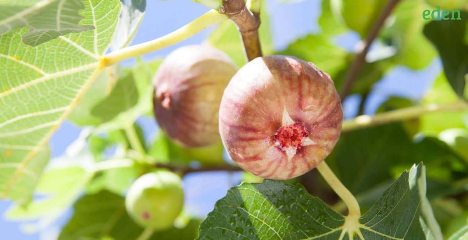 Taking Care and Planting the Fig Trees Eden Lawn Care and Snow Removal