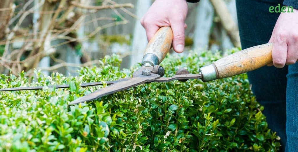 How Much Does Hedge Trimming Cost? Eden Lawn Care and Snow Removal