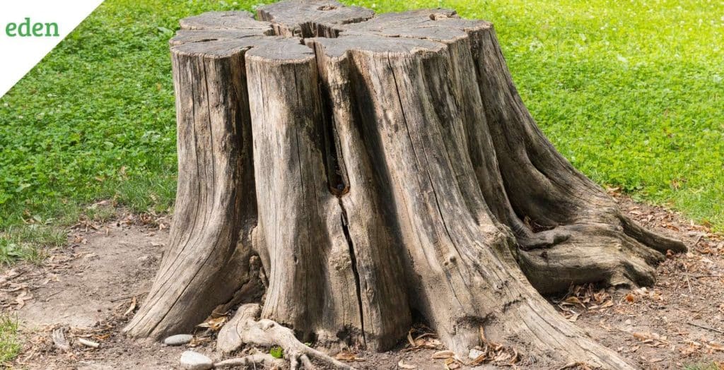 How much does Stump Removal cost? Eden Lawn Care and Snow Removal