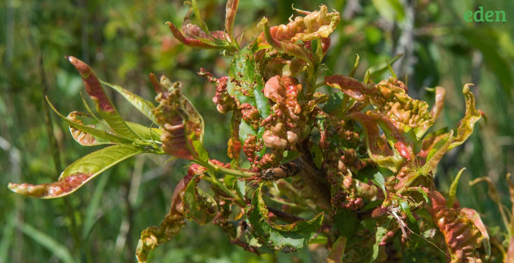 Peach Leaf Curl