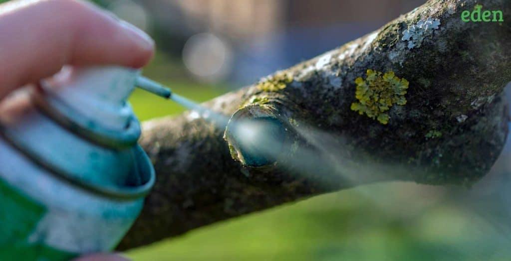 Painting on Tree Pruning Sealer is a Bad Idea Know Why Eden Lawn