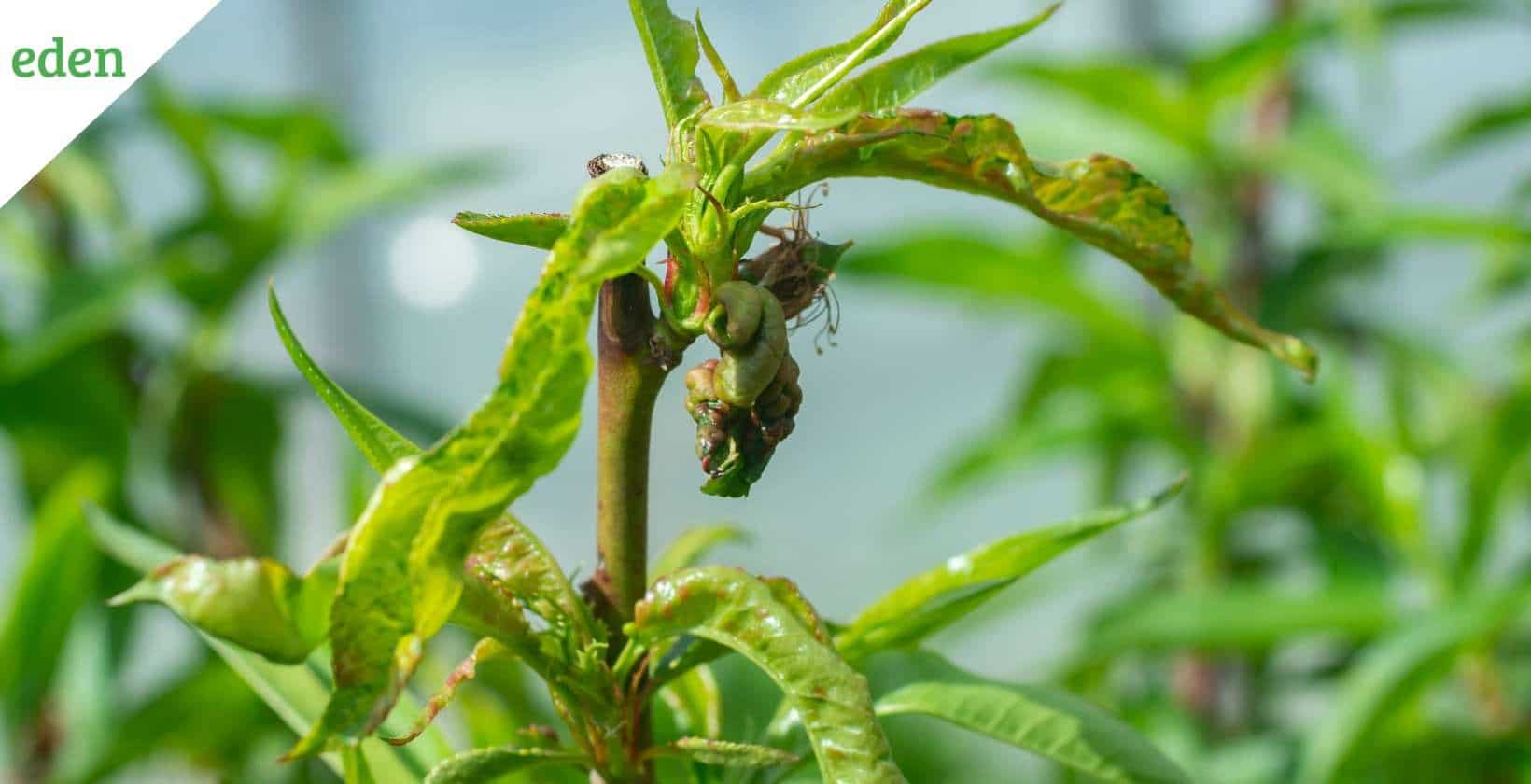 Peach Tree Diseases