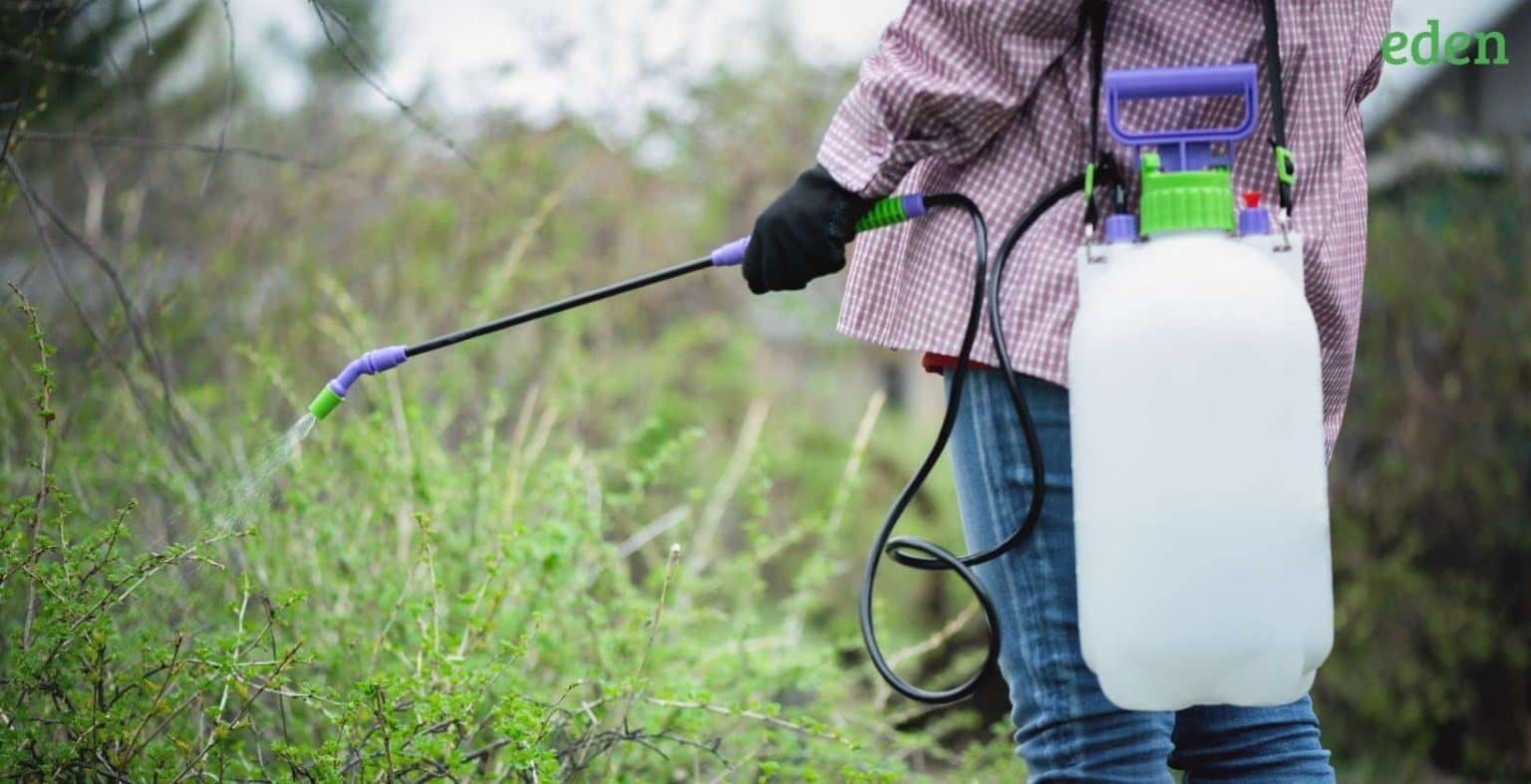 What Is The Cost Of A Weed Sprayer Eden Lawn Care and Snow Removal