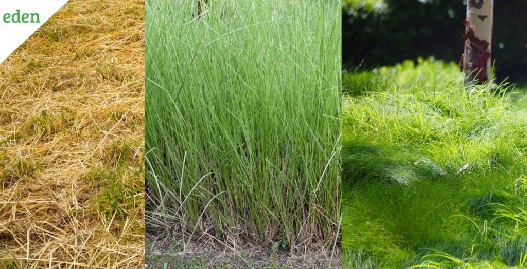 7 Common Grasses that Thrive in Greensboro, NC Eden Lawn Care and