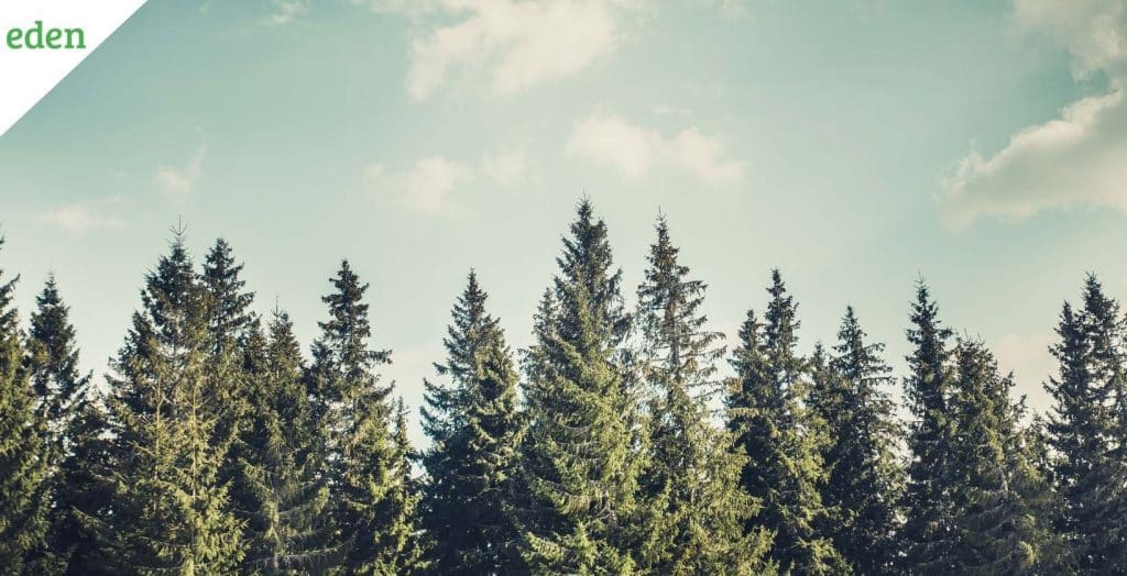 All about Pine Tree Diseases and How to Treat them Eden Lawn Care and