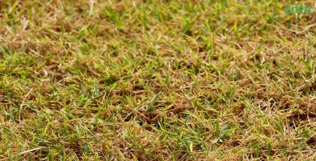 How Dog Pee Kills Your Grass & How to Fix your Yard? Eden Lawn Care