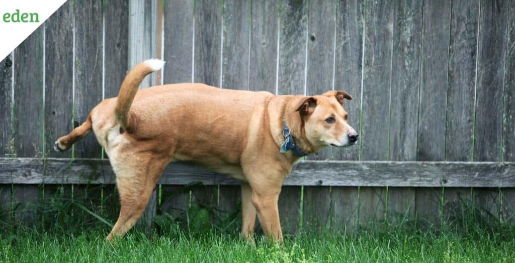 How Dog Pee Kills Your Grass & How to Fix your Yard? Eden Lawn Care