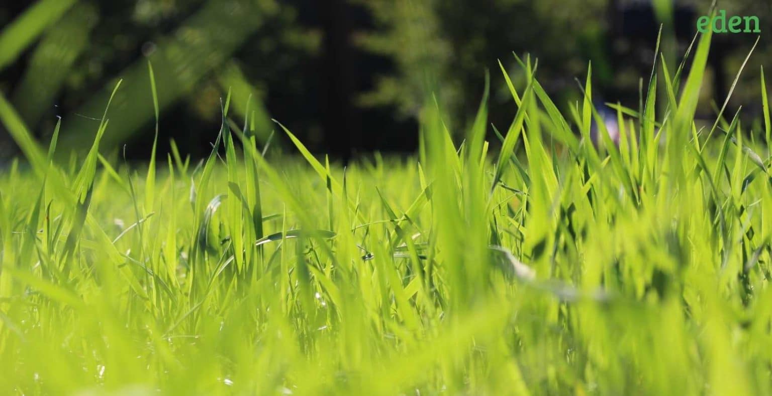 7 Common Grasses that Thrive in Greensboro, NC Eden Lawn Care and