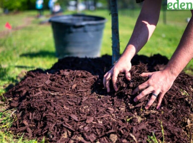 The Importance of Proper Mulching in Summer Eden