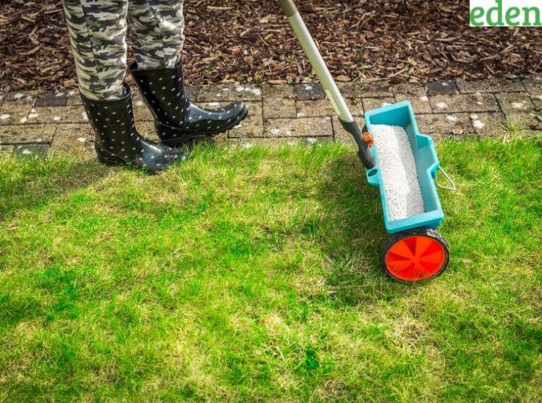 When is the Best Time to Reseed a Lawn Eden